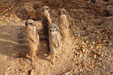 meerkats in a zoo in france 