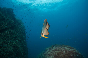 Batfish In The Sea