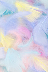 Colorful feather background, top view.