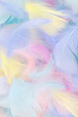 Fototapeta premium Colorful feather background, top view.