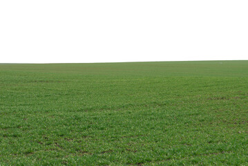 Obraz na płótnie Canvas Green field with blue sky as background.