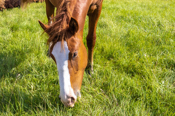 A horse eats grass in a meadow in summer among the trees.