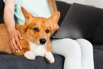 Working online on laptop with cute dog Welsh Corgi Pembroke. Close-up laptop with dog Corgi.