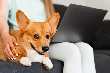 Typing text on laptop and holding lovely Welsh Corgi Pembroke in hands. Business working online with laptop. Purebred Corgi dog sits on the hands of the owner.
