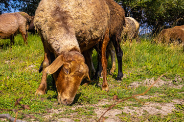 Goats and sheep eat grass in a meadow in summer next to a pond and trees.