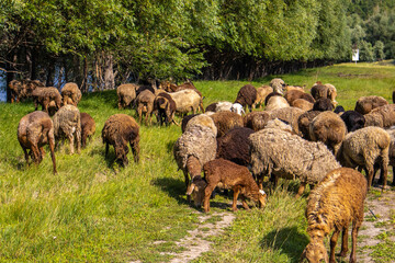 Goats and sheep eat grass in a meadow in summer next to a pond and trees.