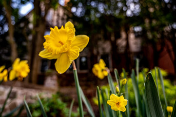 Obraz premium yellow daffodils in spring