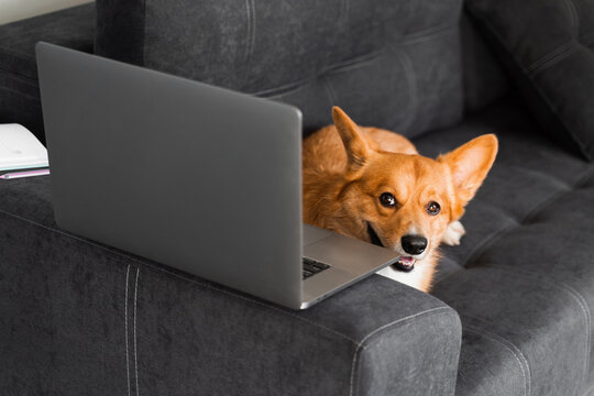 Welsh Corgi Pembroke dog smiling with laptop. Purebred Corgi dog creative idea with laptop for advertising. Working online with laptop.