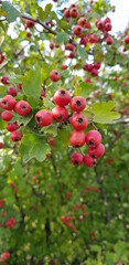 Green branch with wild red berries. Red apples on a tree