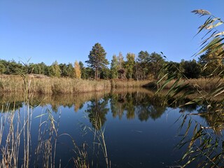 lake in the forest