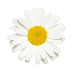 Blooming white chamomile daisy isolated, top view