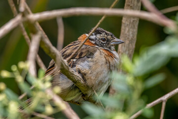 A small sparrow sitting inside the thicket of branches