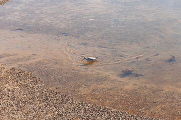 A shot of a Stilt sandpiper in the Billy Frank Jr. Nisqually National Wildlife Refuge, WA, USA