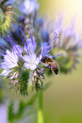.Bee and flower phacelia. Close up of a large striped bee collects honey from phacelia. Phacelia tanacetifolia (lacy). Summer and spring backgrounds