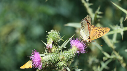 A burst of color, a butterfly alights on a wild purple flower and Its wings, a brilliant display of...