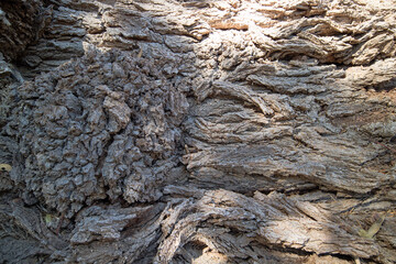 textura da casca de uma arvore na Australia