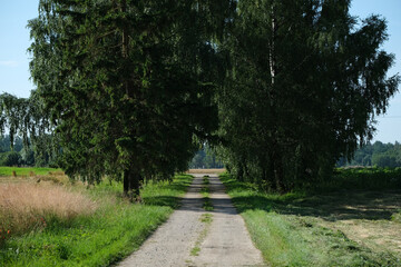 country road through tree alley