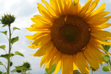 Sunflowers. Agriculture. Sunflower field. Ripe harvest. Black seeds. Agro industry. Yellow flowers. Natural product. Farming. Countryside. Provinces.