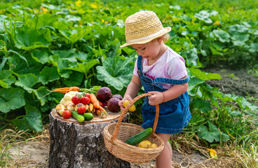 A child with a harvest of vegetables in the garden. Selective focus.