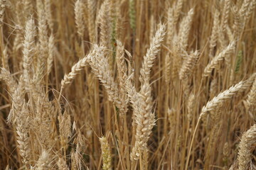 Fototapeta premium Wheat field. Mature grains. Grain harvest. Bread. Food. Ears of wheat. Close-up. Ukraine. Russia. Belarus. Summer day. Agriculture. Agro industry.