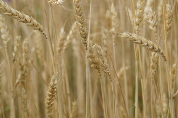 Wheat field. Mature grains. Grain harvest. Bread. Food. Ears of wheat. Close-up. Ukraine. Russia. Belarus. Summer day. Agriculture. Agro industry.