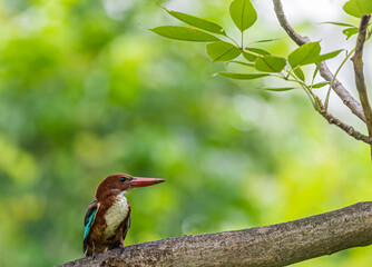 A White throated Kingfisher front view