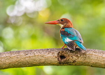 A White throated Kingfisher resting