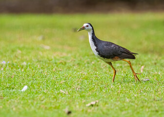 A White chested water hen roaming