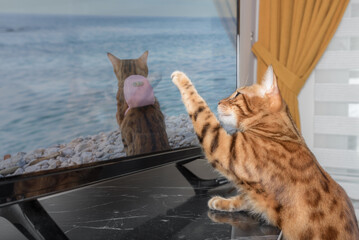 Bengal cat is watching TV in the living room. - obrazy, fototapety, plakaty