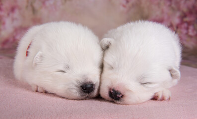 Two small two weeks age cute white Samoyed puppies dogs are sleeping