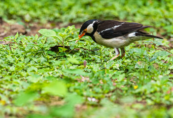 A Pied Starling searching for food
