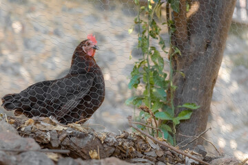Black chicken behind a fence on a farm in a mountainous area