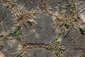 Tree cuts. Wooden path. Old tree. Decorative element. Tourist trail. The crushed grass. Round form. View from above. Background texture. Eco material. Garden.
