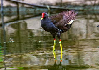 A Eurasian water hen resting