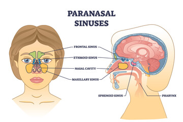Paranasal sinuses location with nasal cavity structure anatomy outline diagram. Labeled educational scheme with frontal head sinus and pharynx sections for respiratory system vector illustration. - obrazy, fototapety, plakaty