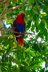 Papagaio, colorido livre no meio do parque em Adelaide Australia
