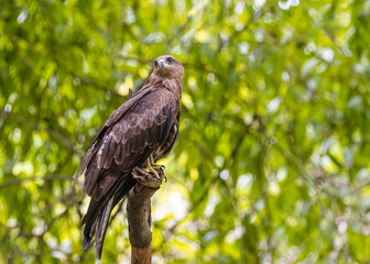 A Black Kite resting on a tree