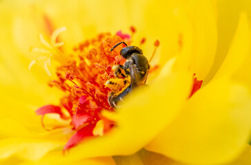 Little bee among the stamens of a yellow flower