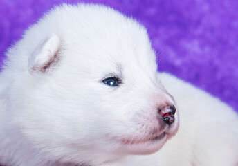 Fototapeta premium White fluffy small Samoyed puppy dog portrait on purple background.