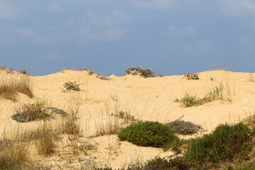 Fototapeta na wymiar Sand dune on the shores of the Mediterranean Sea in northern Israel.