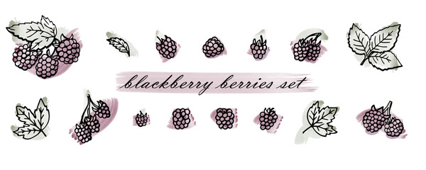 blackberry berries set hand drawn illustrations with watercolor vector brush strokes