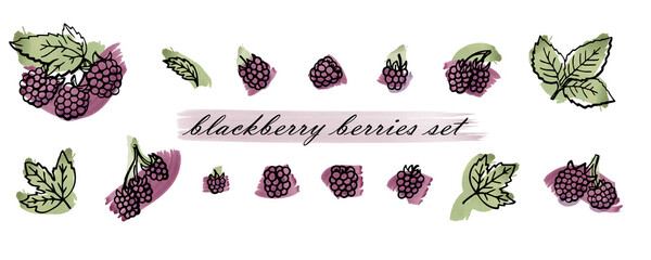 blackberry berries set hand drawn illustrations with watercolor vector brush strokes