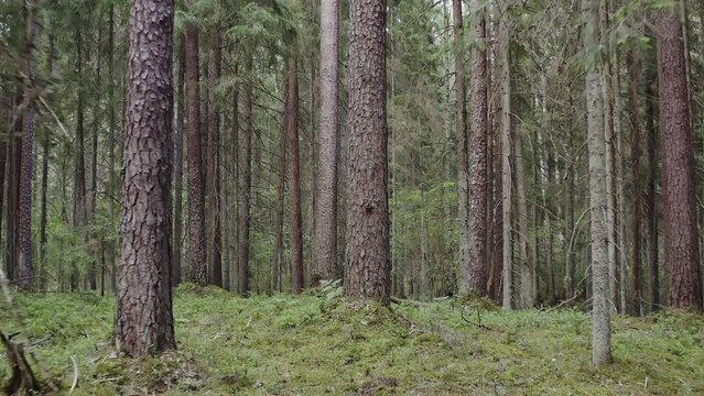 Old growth boreal forest. A natural coniferous forest. Drone flight at half tree height.