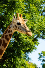 Girafa animal mamifero de pescoço longo natural do norte da Africa