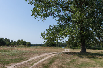 Landscape with a tree and a field road leading to a lake.	
