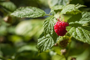 Organic ripe red raspberries on the bush. Close-up. Small depth of field