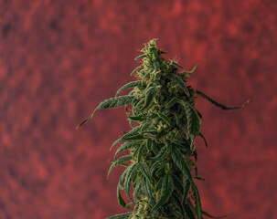 Ripened Matanuska tundra marijuana flower with red background