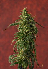 Ripened Matanuska tundra marijuana flower with red background