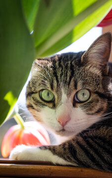 Flor naranja con gato