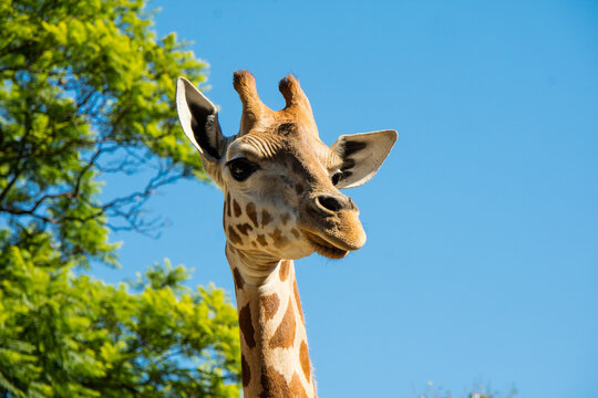 Girafa animal mamifero de pescoço longo natural do norte da Africa